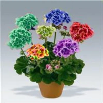 Парфюмерная композиция Geranium Nature Fragrant Flower 100 шт./пакет